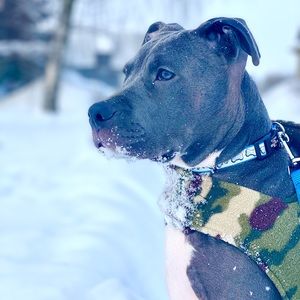 Meet your Posher, Peter